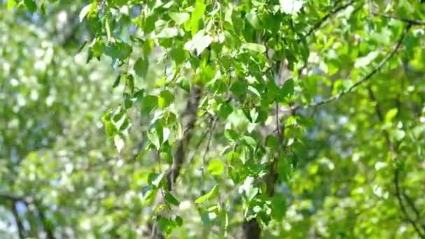 Foglie di betulla verde si sviluppano nel vento — Video Stock