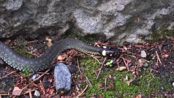 Formiga gigante ataca a cobra. formiga morde uma cobra atrás de sua cabeça — Vídeo de Stock