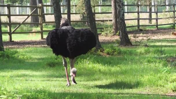 Afrikaanse struisvogel in het reservaat close-up — Stockvideo