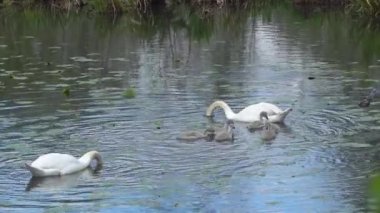 Kuğu ailesi gölde beslenir.