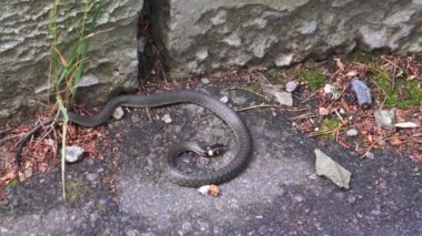 Zehirli yılan değil. Küçük yılan şimdiden yaklaştı.