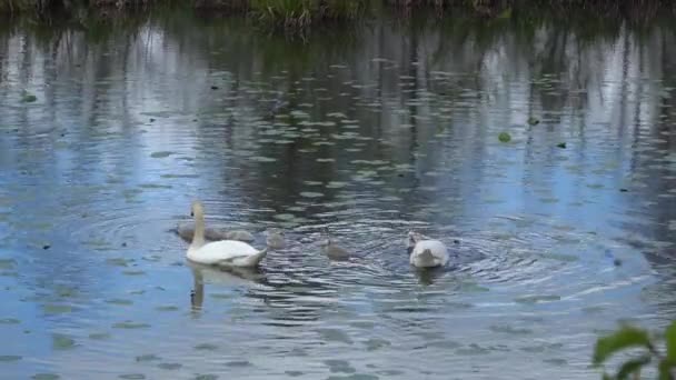 Swan family feeds in a pond — Stock Video
