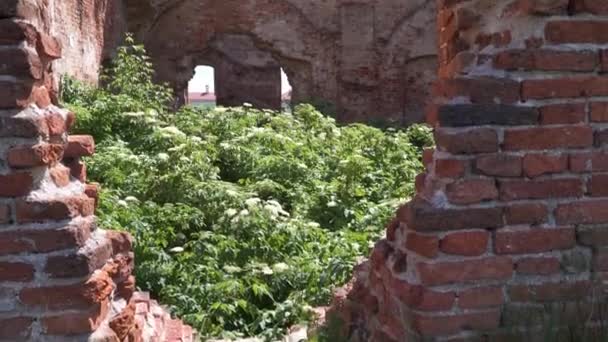 Biélorussie Ruzhany. Les ruines du complexe du palais Sapeg à Ruzhany — Video