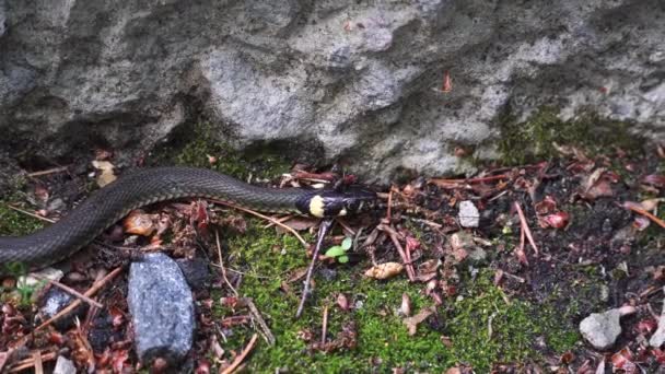 Hormiga gigante ataca a la serpiente. hormiga muerde una serpiente detrás de su cabeza — Vídeo de stock