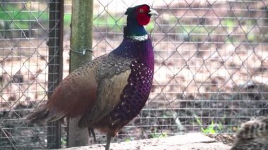 Erkek capercaillie araziye yakın.