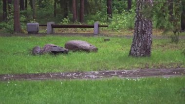 Yaz parkındaki kaldırım taşlarına yağmur damlaları düşer. zaman ayarlı