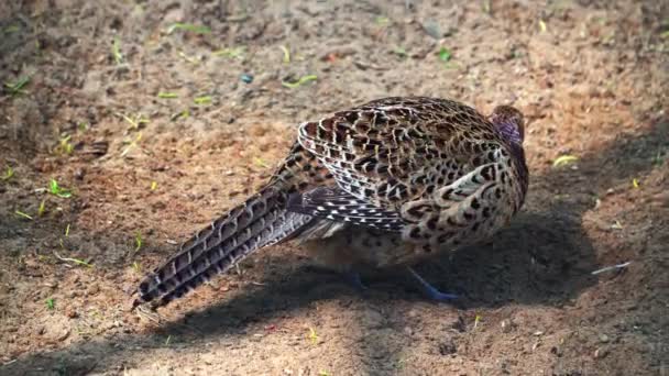 Mujer capercaillie primer plano en la reserva — Vídeos de Stock