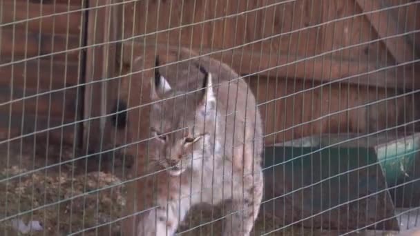 Eurasian lynx close up behind a grid in a reservation — Stock video