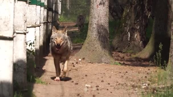 Europeisk varg på reservatet närbild — Stockvideo