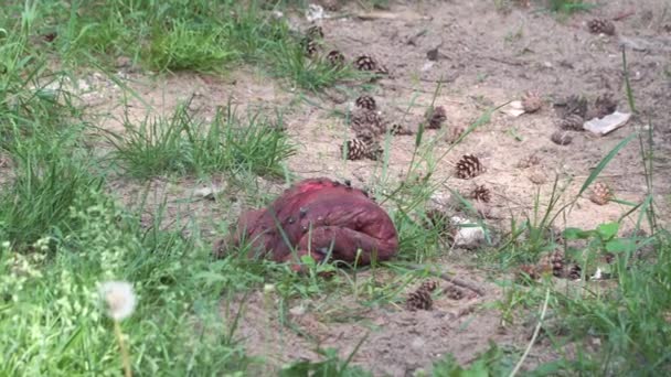 Trozo de carne dejado por un lobo es comido por moscas — Vídeos de Stock