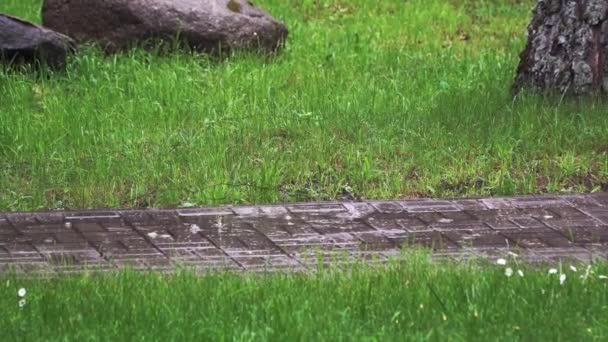 Gotas de lluvia caen sobre las piedras de pavimentación en el parque de verano — Vídeos de Stock