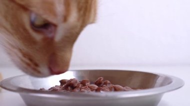 Kırmızı kedi maması. Yakın plan.