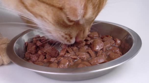 Červená kočka miska jídlo close-up — Stock video