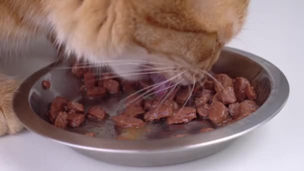 赤い猫丼フードクローズアップ — ストック動画