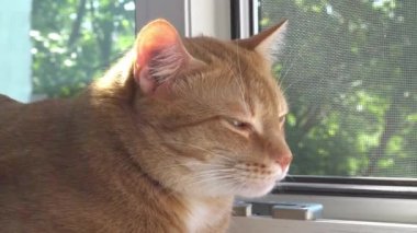 Kırmızı kedi yakın plan. Bir şehir dairesinde kedi