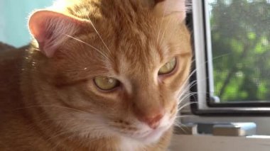 Kırmızı kedi yakın plan. Bir şehir dairesinde kedi