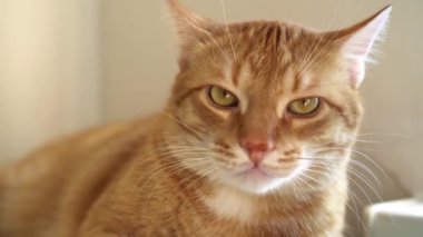 Kırmızı kedi yakın plan. Bir şehir dairesinde kedi