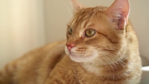 Červená kočka zblízka. kočka v bytě ve městě — Stock video