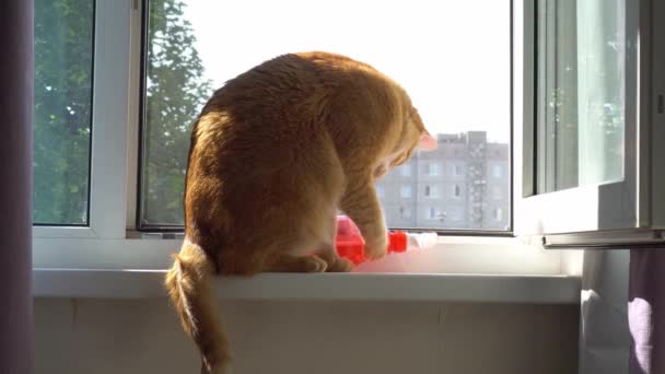 Gato rojo de cerca. gato en un apartamento de la ciudad — Vídeos de Stock