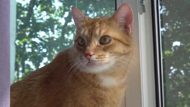 Gato rojo de cerca. gato en un apartamento de la ciudad — Vídeos de Stock