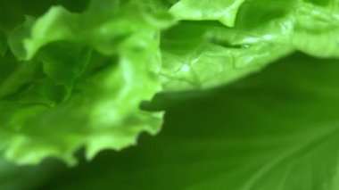 Yeşil marul yaprakları yakın planda döner.