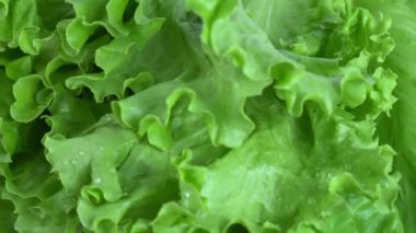 Yeşil marul yaprakları yakın planda döner.