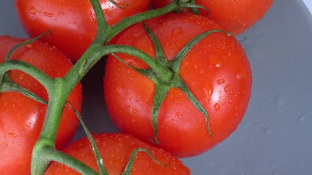 Os tomates em um ramo giram o close-up — Vídeo de Stock
