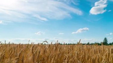 Buğday tarlasında gün batımı zaman aşımı. Vespers gökyüzü