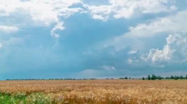 Buğday tarlasında gün batımı zaman aşımı. Akşam duası gökyüzü. kamera yakınlaştır