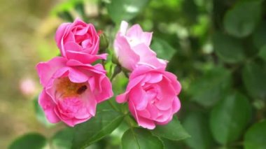 Çiçek açan pembe bir gül. yakın plan