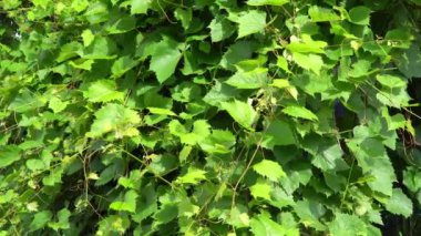 Genç üzüm bağları bir çiftlikte yapraklar