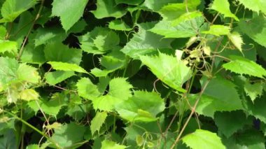 Genç üzüm bağları bir çiftlikte yapraklar