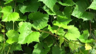 Genç üzüm bağları bir çiftlikte yapraklar