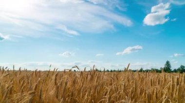 Buğday tarlasında gün batımı zaman aşımı. Vespers gökyüzü