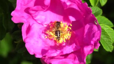Bahçedeki pembe gülü dölleyen arı