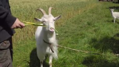 Keçi ellerden arpa yer.