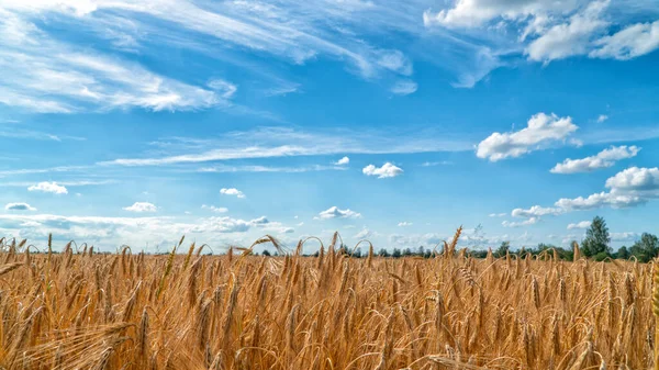 Mooie zonsondergang boven de herfst ingediend — Stockfoto