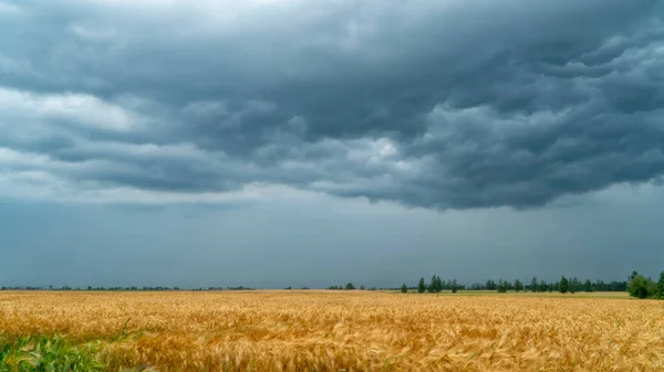 Грозовые тучи над пшеничным полем — стоковое фото