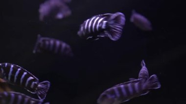 Malawi cichlids. Akvaryumda Cynotilapia cinsinden balıklar