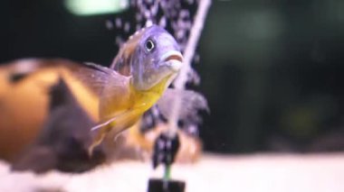 Malawi cichlids. Akvaryumda Cynotilapia cinsinden balıklar