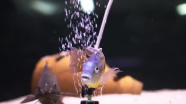 Malawi cichlids. Akvaryumda Cynotilapia cinsinden balıklar
