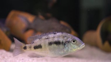 Malawi cichlids. Akvaryumda Cynotilapia cinsinden balıklar