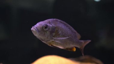 Malawi cichlids. Akvaryumda Cynotilapia cinsinden balıklar