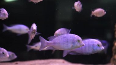 Malawi cichlids. Akvaryumda Cynotilapia cinsinden balıklar