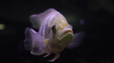 Malawi cichlids. Akvaryumda Cynotilapia cinsinden balıklar