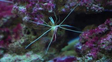 Deniz karidesi Lysmata amboinensis, Temizleyici Karides