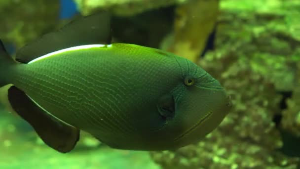 Melichthys indicus -vis in een zeeaquarium — Stockvideo