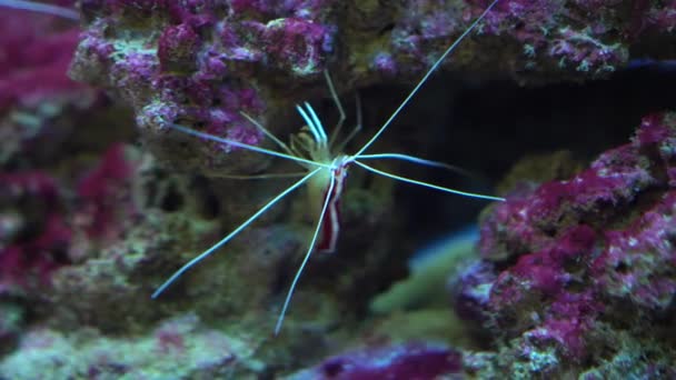 Deniz karidesi Lysmata amboinensis, Temizleyici Karides — Stok video