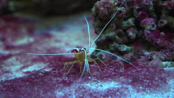 Γαρίδες Lysmata amboinensis, Καθαρότερες γαρίδες — Αρχείο Βίντεο
