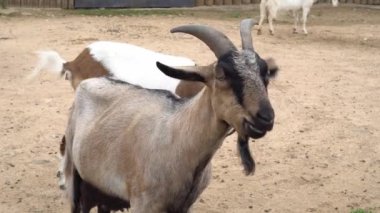 Keçi çim çiğniyor. Dağ sakallı keçi